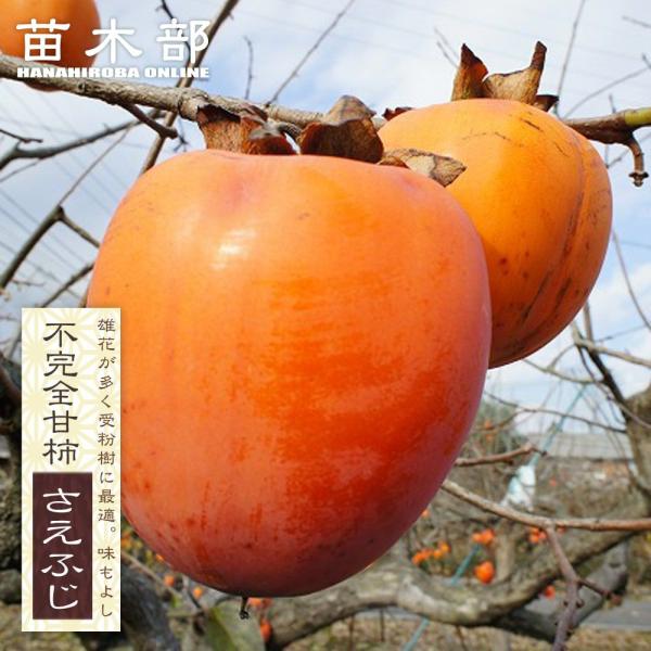 柿の苗木 さえふじ 不完全甘柿 1年生接木苗