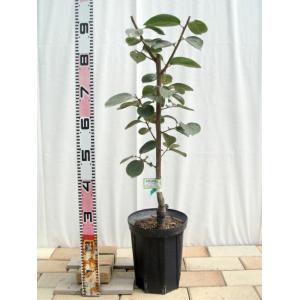 柿の苗木 黒柿 不完全甘柿 2年生接木苗 ロングスリット鉢植え 限定販売