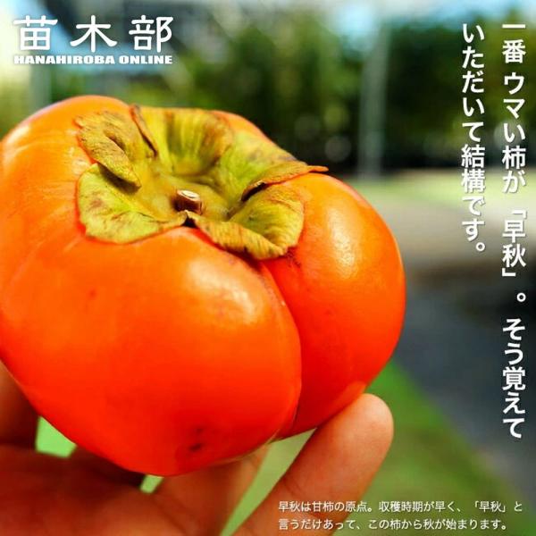柿の苗木 早秋柿 完全甘柿 1年生接木苗 登録品種・品種登録 予約販売11〜12月頃入荷予定