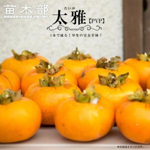 柿の苗木 太豊 完全甘柿 2年生接木苗 限定販売 登録品種・品種登録