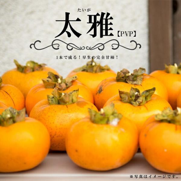 柿の苗木 太雅 完全甘柿 1年生接木苗 登録品種・品種登録爆買いweek