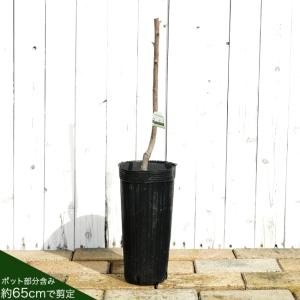 柿の苗木 太豊 完全甘柿 1年生接木苗 登録品...の詳細画像2