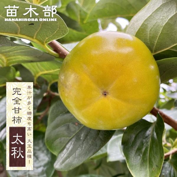 柿の苗木 太秋柿 完全甘柿 1年生接木苗 予約販売11〜12月頃入荷予定