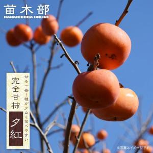 柿の苗木 次郎柿 完全甘柿 1年生接木苗 予約販売11〜12月頃入荷予定