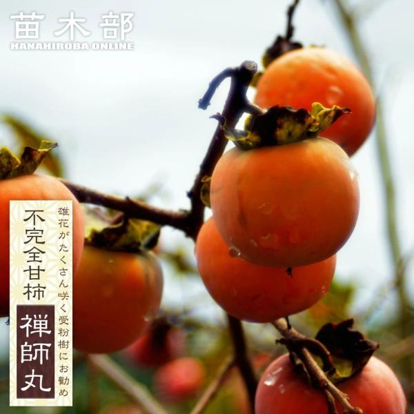 柿の苗木 禅寺丸 不完全甘柿 1年生接木苗