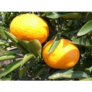 香水レモン（パキスタンレモン） ：果樹苗 柑橘苗 苗木 接木 苗 みかん