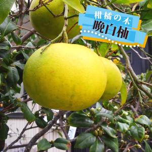 晩白柚 苗 【晩白柚 （ばんぺいゆ）】 5年生 接ぎ木 大苗 : 苗木の専門