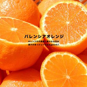 オレンジ 苗木 バレンシアオレンジ 1年生 接木苗
