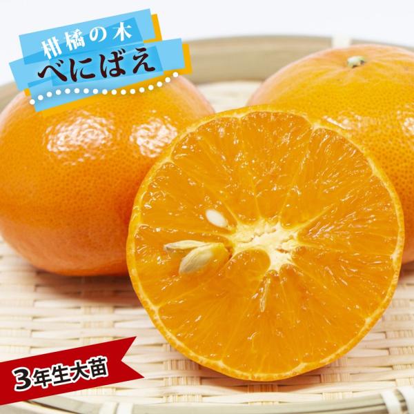 みかん 苗木 べにばえ 3年生接木大苗 産地で剪定済 1.0m苗木 登録品種・品種登録
