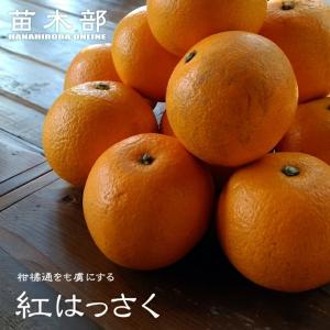 日向夏 （ニューサマーオレンジ） 1年生接木苗 爆買いweek : 苗木部 花
