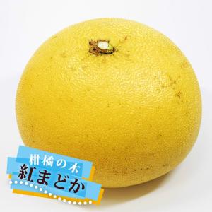 ブラッドオレンジ 苗 【ブラッドオレンジ タロッコ】 3年生 接ぎ木 約