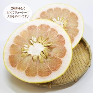紅まどか 1年生接木苗 予約販売10〜11月頃...の詳細画像1