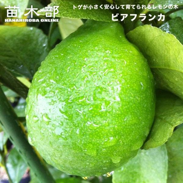 トゲなしレモン ビアフランカ 1年生 接木 苗木 爆買いweek