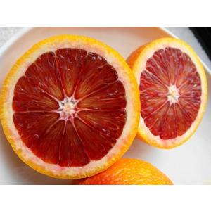 ブラッドオレンジ 苗 【ブラッドオレンジ モロ】 3年生 接ぎ木 約1.0m