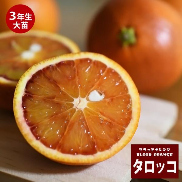 ブラッドオレンジ 苗木 タロッコ 3年生接木大苗 産地で剪定済 1.0m苗 爆買いweek