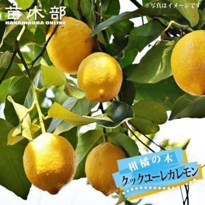 レモンの木 アレンユーレカレモン 1年生接木苗 : 苗木部 花ひろば