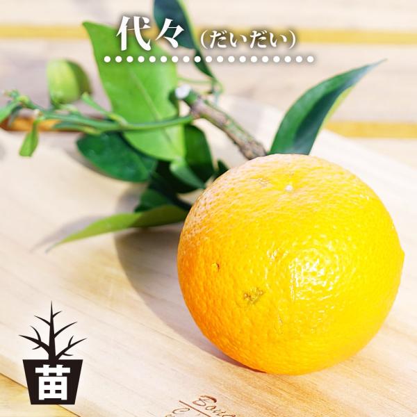代々（ダイダイ） 酢橙 3年生接木大苗