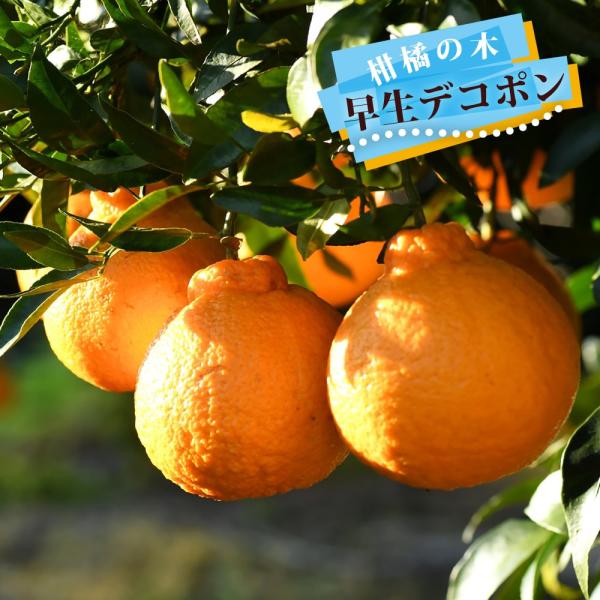 みかん 苗木 早生デコポン 不知火 1年生接木苗 4号ロングポット苗 爆買いweek