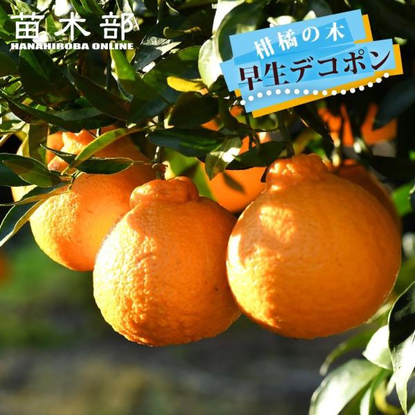 みかん 苗木 早生デコポン 不知火 3年生接木大苗  産地で剪定済 1.0m苗