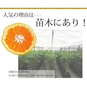 みかん 苗木 早生デコポン 不知火 3年生接木...の詳細画像2