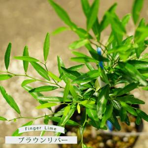 4年生　フィンガーライム接木苗／リトルビューティー　現品撮影 フィンガーライム 苗 リトルビューティー 果皮：赤色 果肉：赤実 1年生