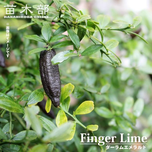 フィンガーライム 苗 ダーラムエメラルド 果皮：黒 果肉：緑実 1年生 接木苗