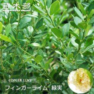 4年生　フィンガーライム接木苗／リトルビューティー　現品撮影 フィンガーライム リトルビューティー 苗 販売 苗木部 By 花ひろば