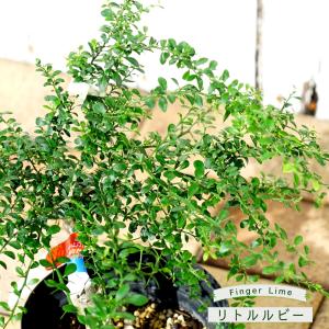 フィンガーライム ダーラムエメラルド 1株 カンキツ 果樹苗 国華園