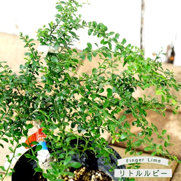 フィンガーライム 苗 リトルルビー 果皮：薄茶色 果肉：ピンク 2年生 接木苗