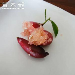 フィンガーライム 苗 リトルビューティー 果皮：赤色 果肉：赤実 1年生