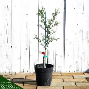 フィンガーライム 苗 リトルビューティー 果皮：赤色 果肉：赤実 1年生