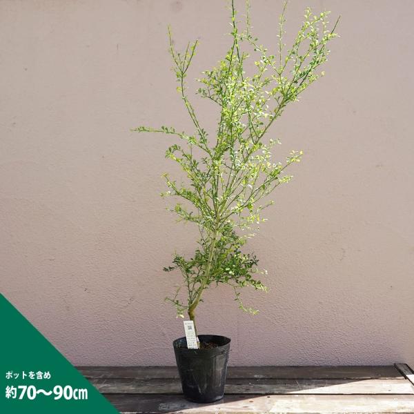 フィンガーライム 苗 チョコレートレモネット 果皮：茶色 果肉：透明 1年生 接木苗