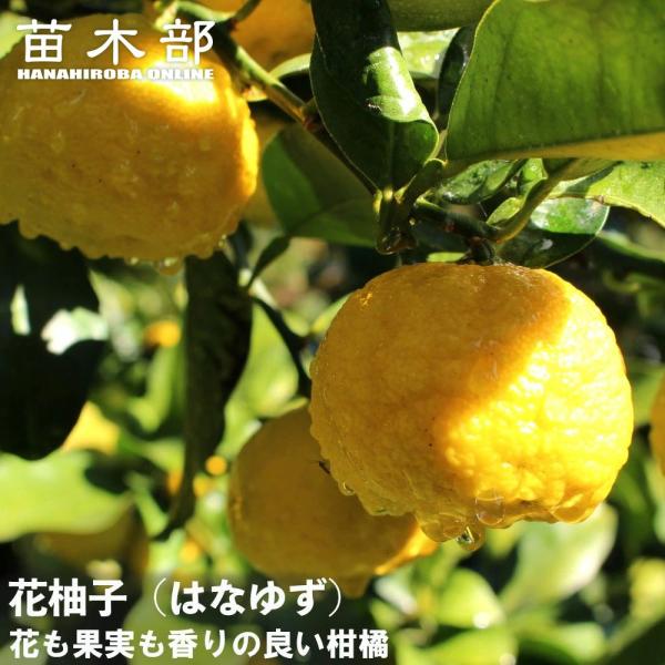 柚子 苗木 花柚子 （はなゆ） 一才ゆず 3年生接木大苗 産地で剪定済 1.1m苗
