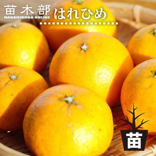みかん 苗木 はれひめ 3年生接木大苗 産地で剪定済 1.0m苗 登録品種・品種登録