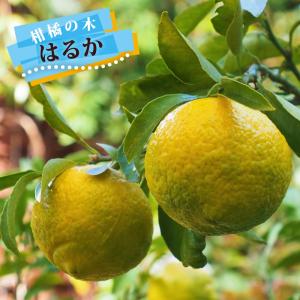 オレンジ 苗木 【日向夏 （ひゅうがなつ）】 3年生 接ぎ木 約1.0m 大苗