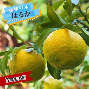 みかん 日向夏（ひゅうがなつ） ニューサマーオレンジ 接木苗木 果樹苗約100㌢ 柑橘 オレンジ 日向夏 苗 通販 苗木部 By 花ひろばオンライン