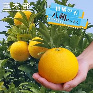 黒真珠レンブ苗 取木苗 : りゅうか商事 - 通販 - Yahoo!ショッピング