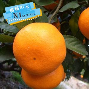 みかん 苗木 デコポン 不知火 2年生接木苗 爆買いweek : 苗木部 花