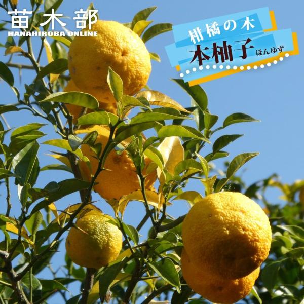 柚子 苗木 本柚子 （木頭ゆず） 1年生接木苗