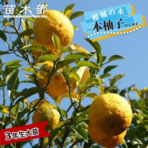 大実ユズ（本柚子、大実柚子）：果樹苗 柑橘苗 苗木 接木 苗 みかん