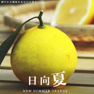 日向夏 ニューサマーオレンジ 3年生 大苗 オレンジ 苗木 【日向夏 （ひゅうがなつ）】 3年生 接ぎ木 約1.0m 大苗