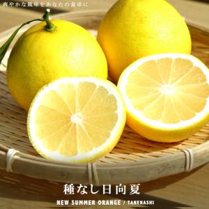 オレンジ 苗木 【日向夏 （ひゅうがなつ）】 3年生 接ぎ木 約1.0m 大苗