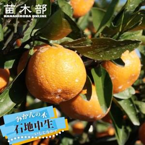 みかん 苗木 石地中生温州みかん 2年生接木苗 : 苗木部 花ひろば