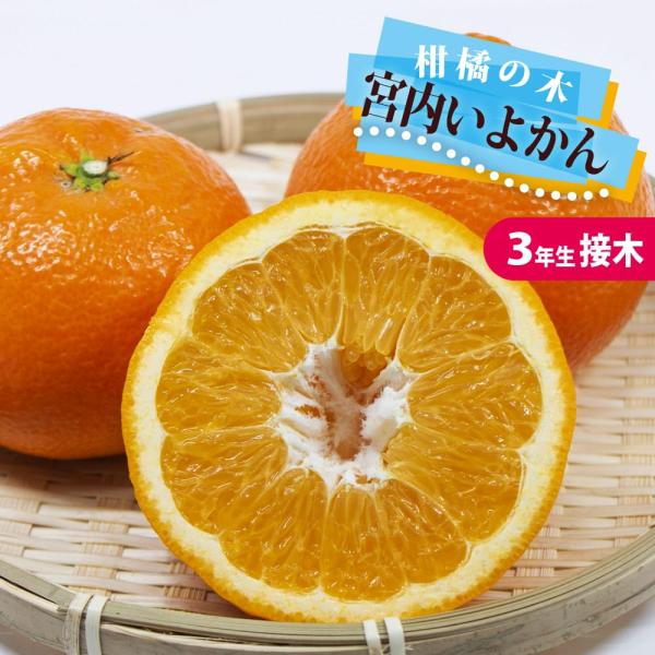 伊予柑 苗木 宮内いよかん 3年生接木苗 爆買いweek