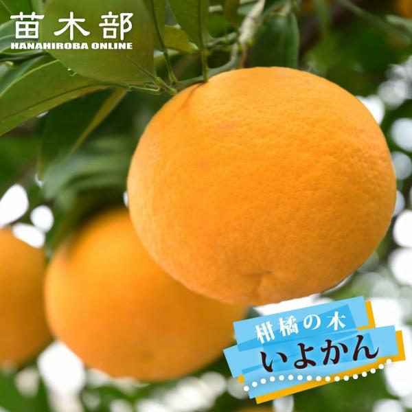 伊予柑 苗木 いよかん 3年生接木大苗 産地で剪定済 1.0m苗