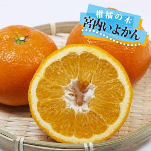 パッションフルーツ イエロー 5号 ポット大苗 : 苗木部 花ひろば