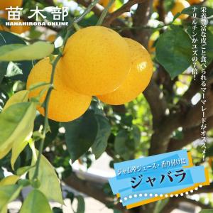 橘 （タチバナ） 1年生接木苗 爆買いweek : 苗木部 花ひろばオンライン
