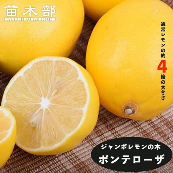 ジャンボレモン ポンテローザ 3年生接木大苗 産地で剪定済 1.0m苗 爆買いweek