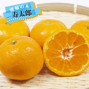 ☀【仏手柑斑入り接ぎ木苗】 整理出品特価販売 ちょこ2本セット 仏手柑 香酸柑橘類 苗 おすすめ 苗木部 By 花ひろばオンライン