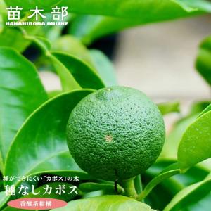 □優良2年生大苗□ みかん 苗木 【種なし小みかん 無核紀州 （むかくき